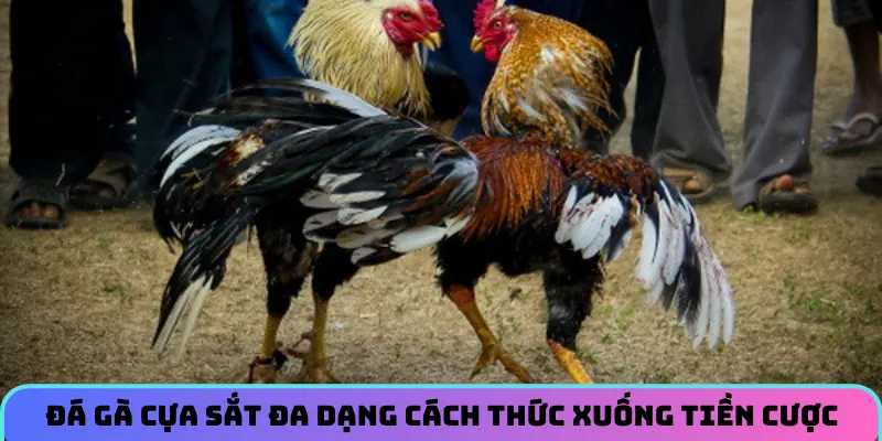 Đá gà cựa sắt đa dạng cách thức xuống tiền cược