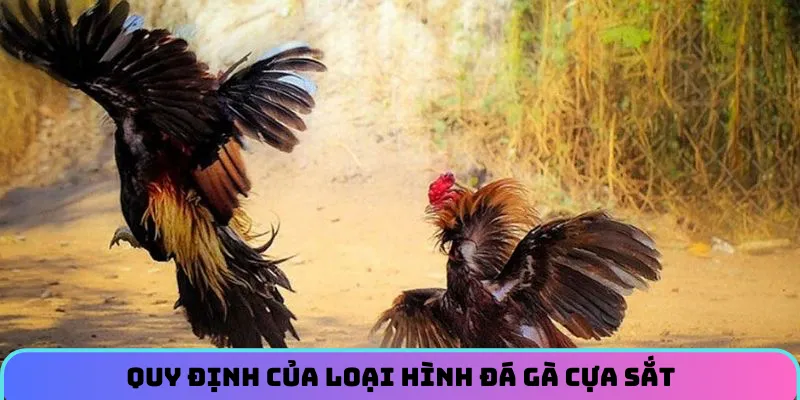 Quy định của loại hình đá gà cựa sắt