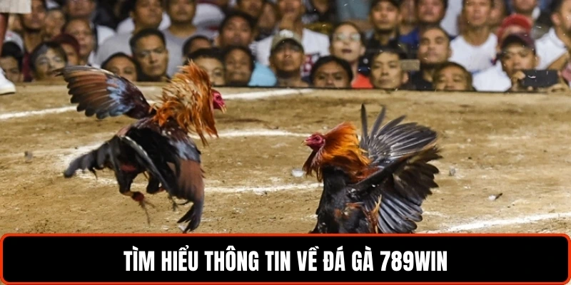 Tìm hiểu thông tin về đá gà 789WIN